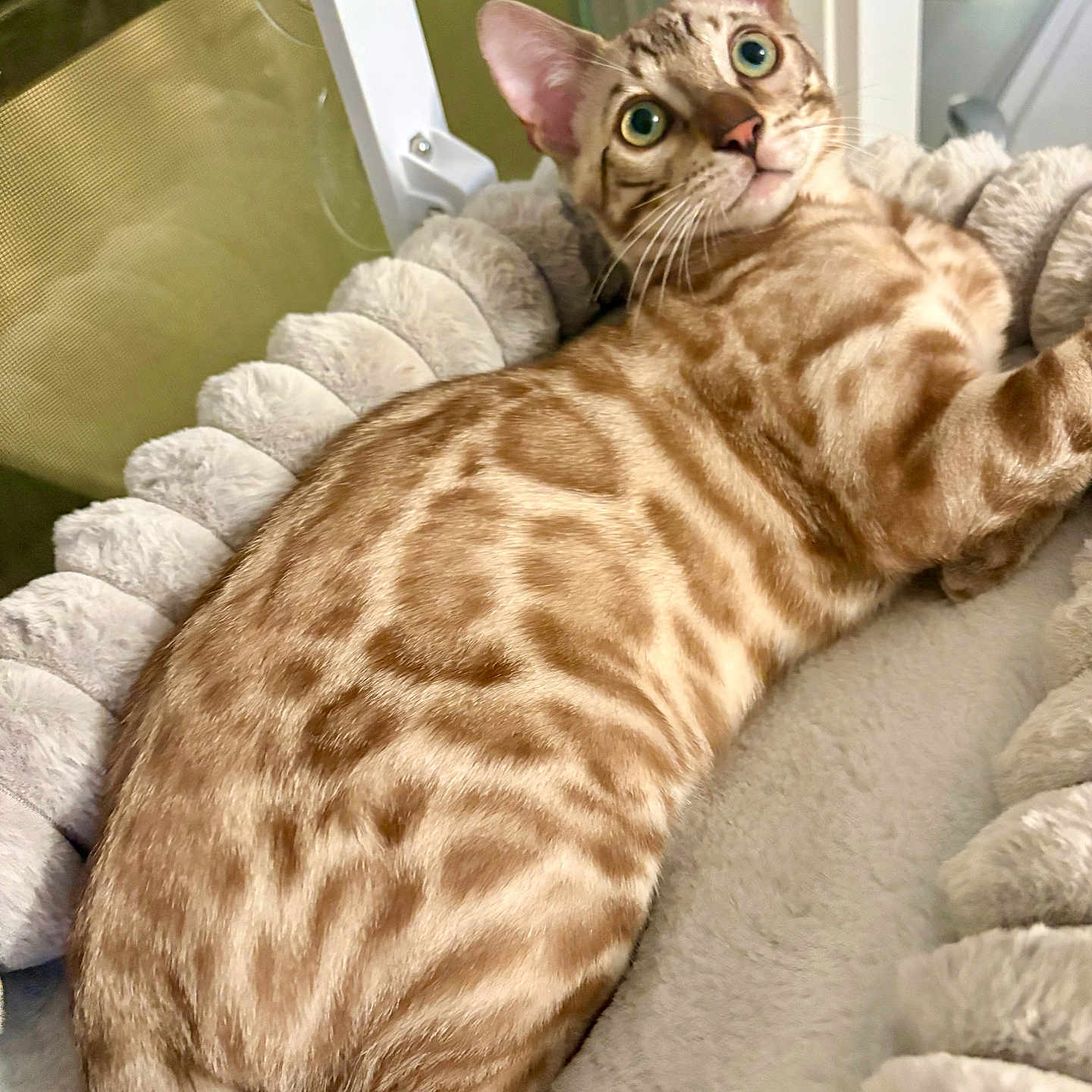 Felix