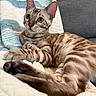 Felix joined the competition — help win amazing prizes! cat, bengal_cat, pet, animal, feline, blue_eyes, striped, tabby, lying_down, quilt, blanket, indoor, fur, whiskers, ears, paw, relaxed, cute, domestic_cat, closeup