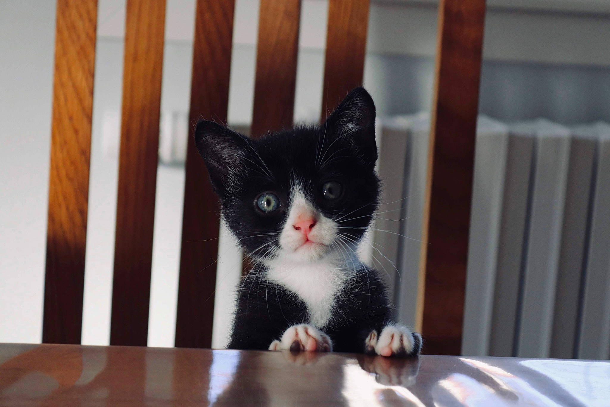 Elton a rejoint le concours — aidez-le/la à gagner de superbes lots ! aegean_cat, american_shorthair, american_wirehair, animal_shelter, asian, black_and_white, black_cat, carnivore, cat, domestic_short_haired_cat, european_shorthair, eye, felidae, fur, kitten, polydactyl_cat, small_to_medium_sized_cats, snout, whiskers, window