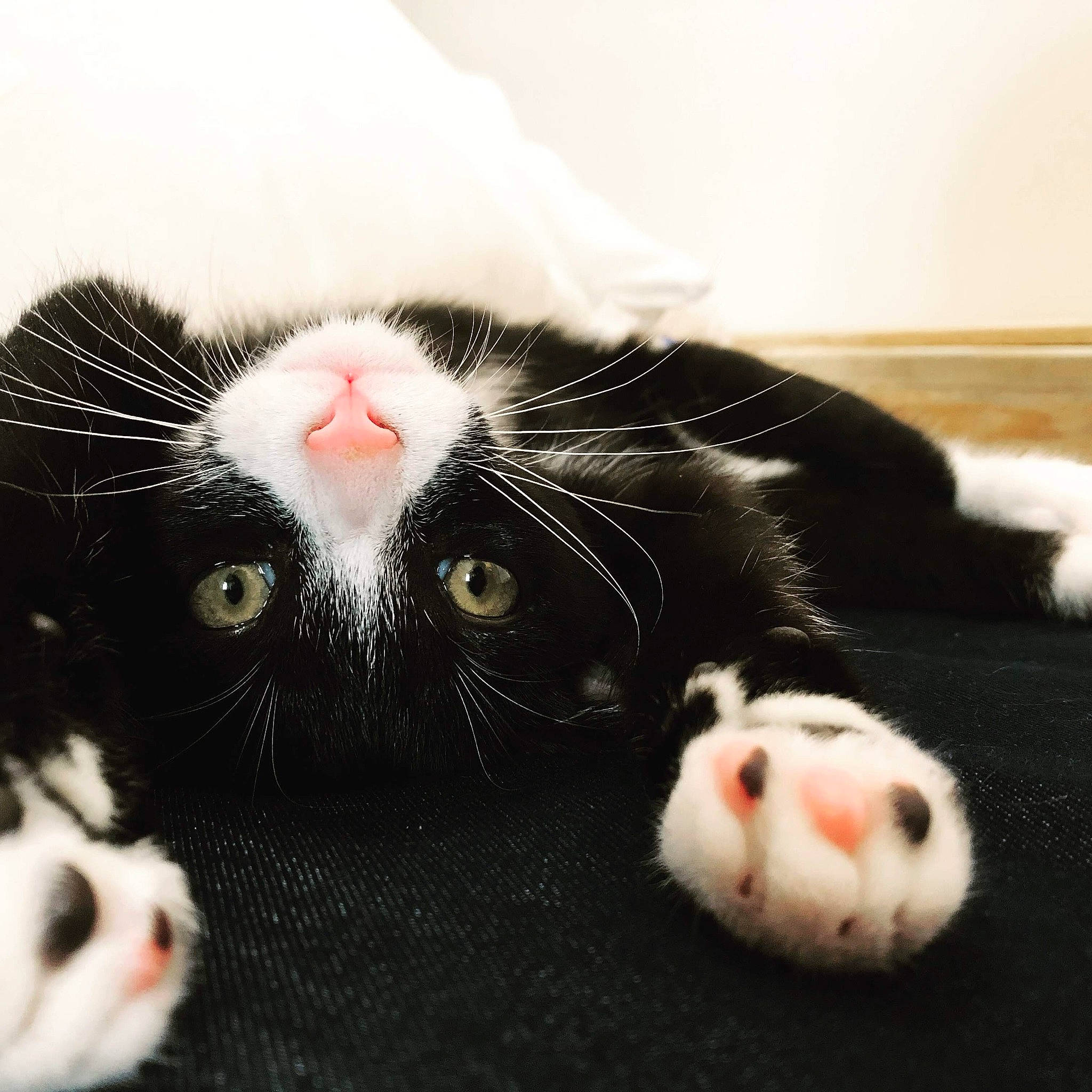 Elton participe au concours pour gagner de l'argent avec cette photo : carnivore, cat, claw, felidae, fur, gerbil, guinea_pig, hamster, muridae, nose, paw, polydactyl_cat, rat, rodent, small_to_medium_sized_cats, snout, whiskers