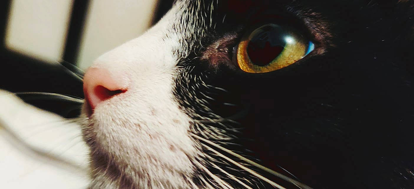 Elton a rejoint le concours — aidez-le/la à gagner de superbes lots ! aegean_cat, carnivore, cat, close_up, ear, eye, felidae, fur, head, nose, organ, photography, small_to_medium_sized_cats, snout, whiskers