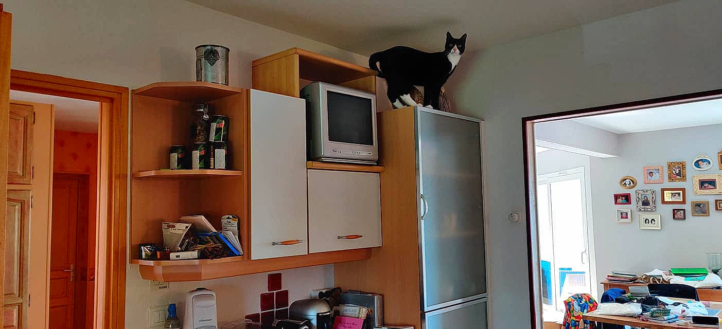 Elton a rejoint le concours — aidez-le/la à gagner de superbes lots ! bookcase, building, cabinetry, cat, cupboard, felidae, furniture, home, house, interior_design, property, room, shelf, shelving, small_to_medium_sized_cats, window