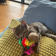 Jopi participe au concours pour gagner de l'argent avec cette photo : kitten, cat, sleeping, cushion, toy, feathers, yellow, blue, indoor, home, nap, pet, feline, cozy, relaxing, fur, small, cute, animal, domestic