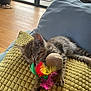 kitten, cat, sleeping, cushion, toy, feathers, yellow, blue, indoor, home, nap, pet, feline, cozy, relaxing, fur, small, cute, animal, domestic