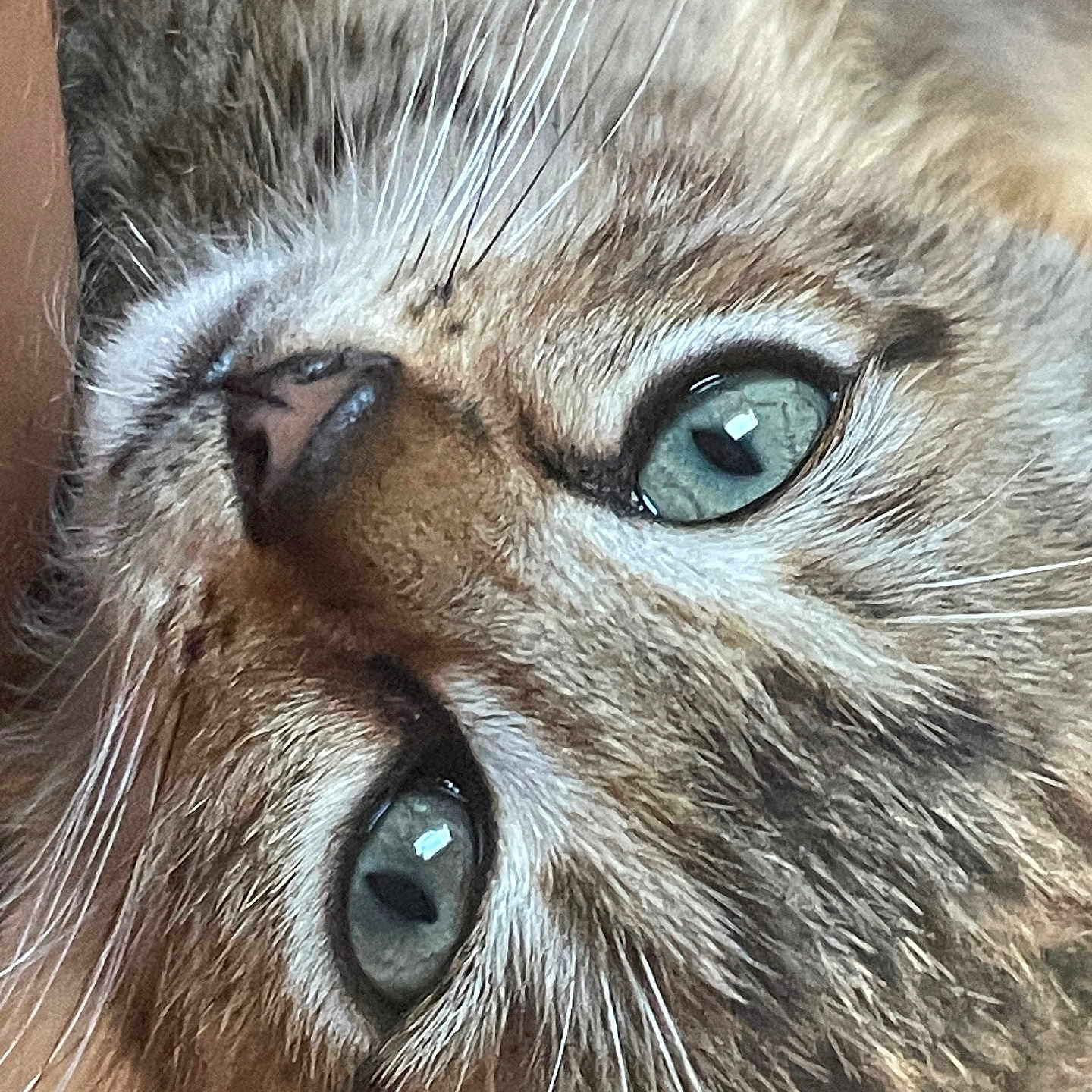 Jopi participe au concours pour gagner de l'argent avec cette photo : animal, blue_eyes, cat, close_up, cute, detail, domestic_animal, expression, eye_contact, face, feline, fur, macro, mammal, natural_light, pet, portrait, soft, texture, whiskers