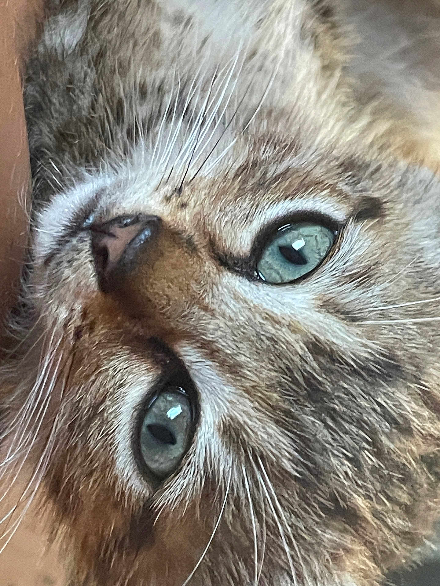 Jopi participe au concours pour gagner de l'argent avec cette photo : cat, close_up, blue_eyes, whiskers, fur, animal, pet, face, portrait, macro, cute, feline, mammal, soft, texture, natural_light, domestic_animal, expression, eye_contact, detail