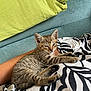 Jopi a rejoint le concours — aidez-le/la à gagner de superbes lots ! kitten, cat, tabby, sleepy, resting, couch, arm, blanket, pattern, striped, pet, feline, indoor, cozy, relaxing, young, animal, paw, fur, cute