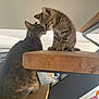 cat, kitten, tabby_cat, stairs, wood, indoor, feline, pet, animal, cute, interaction, touching, close_up, domestic, cozy, natural_light, house, wooden_stairs, two_animals, affection