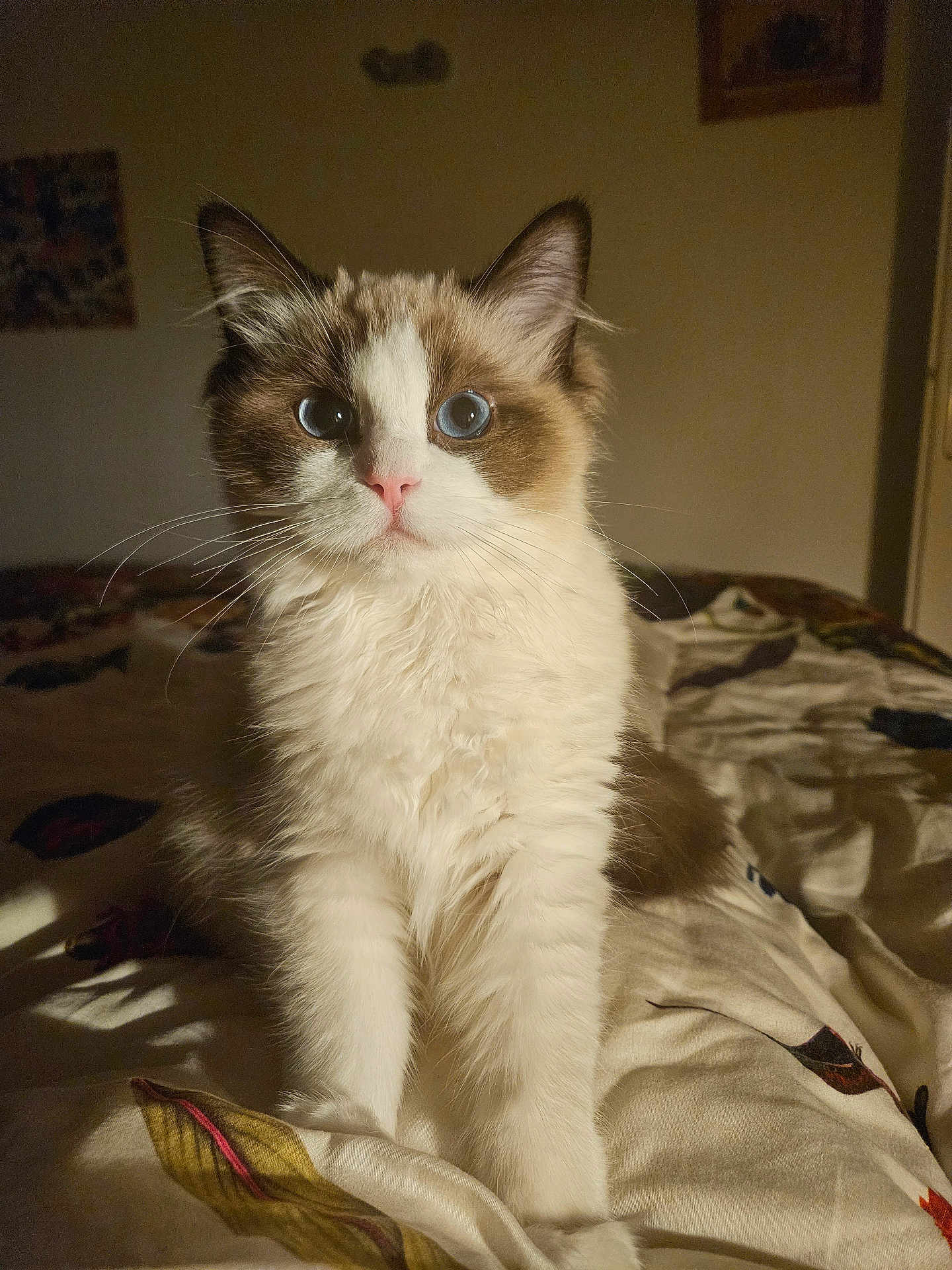 Arthémis a rejoint le concours — aidez-le/la à gagner de superbes lots ! cat, blue_eyes, fluffy_fur, pink_nose, bedspread, indoor, curious, sitting, pet, animal, feline, whiskers, ears, soft_light, cozy, close_up, portrait, domestic_cat, tabby_pattern, cute