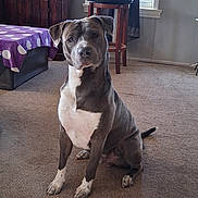 Colt joined the competition — help win amazing prizes! aquarium, attentive, blanket, carpet, curtain, dog, framed_picture, furniture, indoor, living_room, paws, pet, pitbull, plant, polka_dot, portrait, sitting, stool, white_chest, window