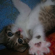 Cacao participe au concours pour gagner de l'argent avec cette photo :