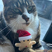 Shazam a rejoint le concours — aidez-le/la à gagner de superbes lots ! cat, tabby_cat, white_fur, whiskers, plush_toy, gingerbread_man, santa_hat, window, natural_light, close_up, pet, animal, cute, feline, indoor, soft_light, fur, toy, holiday, christmas