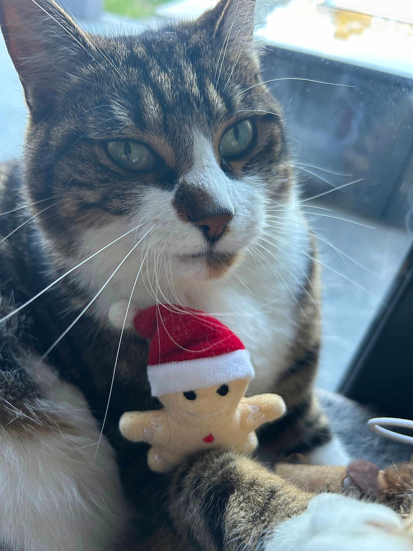 Shazam a rejoint le concours — aidez-le/la à gagner de superbes lots ! cat, tabby_cat, white_fur, whiskers, plush_toy, gingerbread_man, santa_hat, window, natural_light, close_up, pet, animal, cute, feline, indoor, soft_light, fur, toy, holiday, christmas