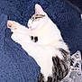 Dylan is registered to the contest to win money with this photo: cat, sleeping, white, gray, striped, fur, blanket, cozy, indoor, pet, paw, relaxing, resting, cute, animal, feline, soft, comfort, texture, peaceful