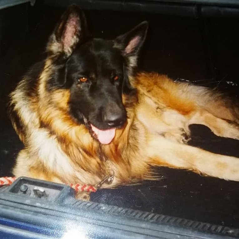 Sabre is registered to the contest to win money with this photo: alert, animal, black_and_tan, canine, car, companion, dog, domestic_animal, ears_up, friendly, fur, german_shepherd, indoor, leash, lying_down, mammal, pet, resting, tongue_out, trunk