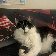 Betsy is registered to the contest to win money with this photo: black_and_white, cat, claw, couch, cozy, domestic, feline, fluffy, fur, home, indoor, newspaper, pet, pillow, relaxed, striped, taped, wall, whiskers, yellow_eyes