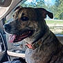 dog, brindle_coat, car_interior, tongue_out, collar, window, daylight, suburban, seat, pet, canine, happy, inside, vehicle, side_view, nature_outside, leash, smiling, companion, travel