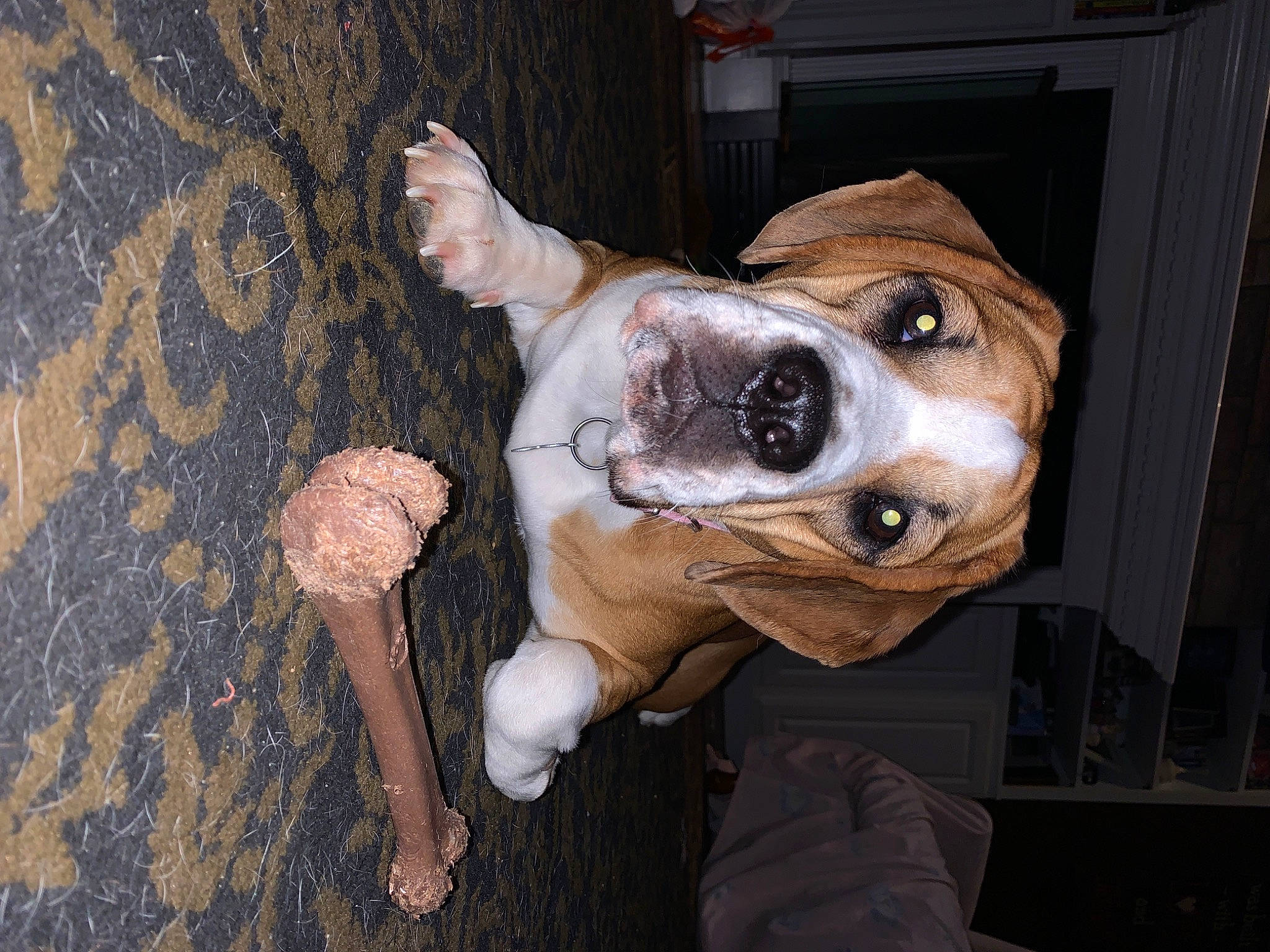 Mya is registered to the contest to win money with this photo: american_bulldog, american_staffordshire_terrier, bulldog, canidae, carnivore, companion_dog, dog, dog_breed, ear, fawn, non_sporting_group, nose, old_english_bulldog, olde_english_bulldogge, puppy, puppy_love, snout, valley_bulldog