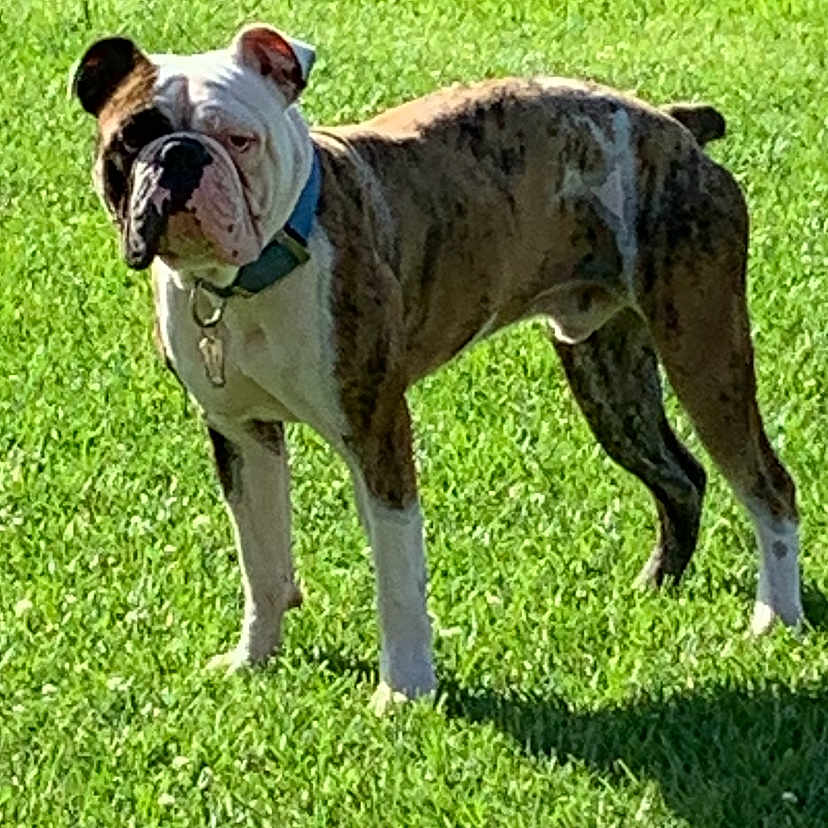 Big Boy