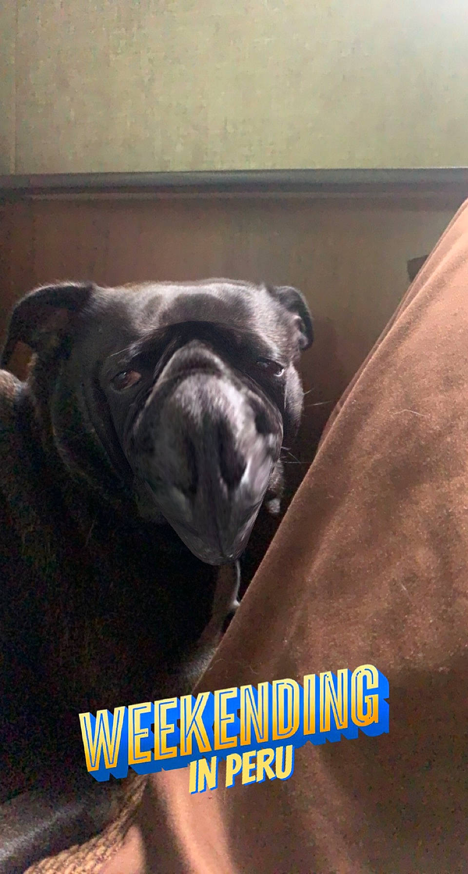 Mia is registered to the contest to win money with this photo: bulldog, canidae, carnivore, comfort, companion_dog, dog, dog_breed, font, fur, molosser, nap, non_sporting_group, photo_caption, pug, sporting_group, terrestrial_animal, toy_dog, whiskers, working_animal, wrinkle