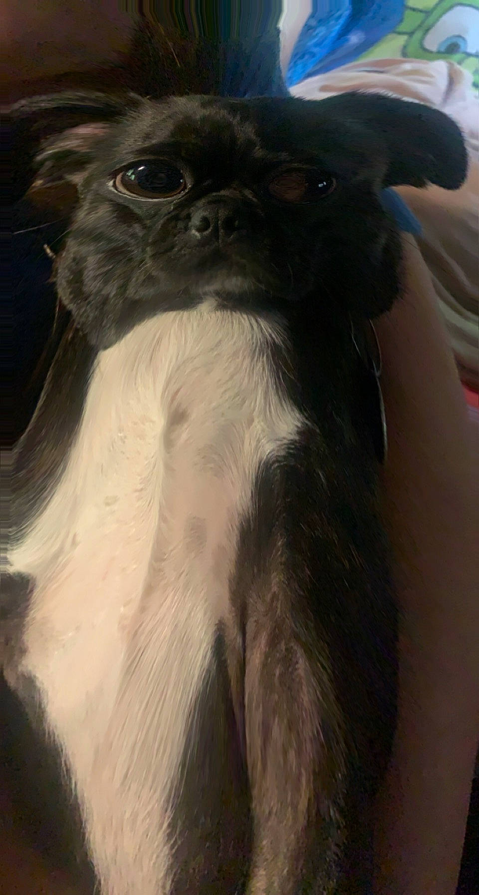 Mia is registered to the contest to win money with this photo: ancient_dog_breeds, canidae, carnivore, companion_dog, dog, dog_breed, ear, fawn, fur, liver, non_sporting_group, painting, puppy, snout, sporting_group, terrestrial_animal, toy_dog, whiskers, working_animal, wrinkle