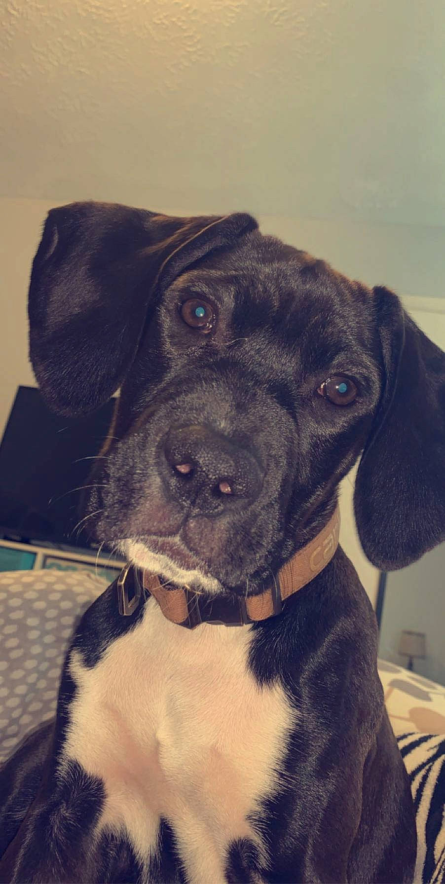 Winston joined the competition — help win amazing prizes! bandog, beagador, boxer, cane_corso, canidae, carnivore, dog, dog_breed, ear, fawn, mammal, non_sporting_group, patterdale_terrier, puggle, puppy, rare_breed_dog, snout, sporting_group, vertebrate, whiskers