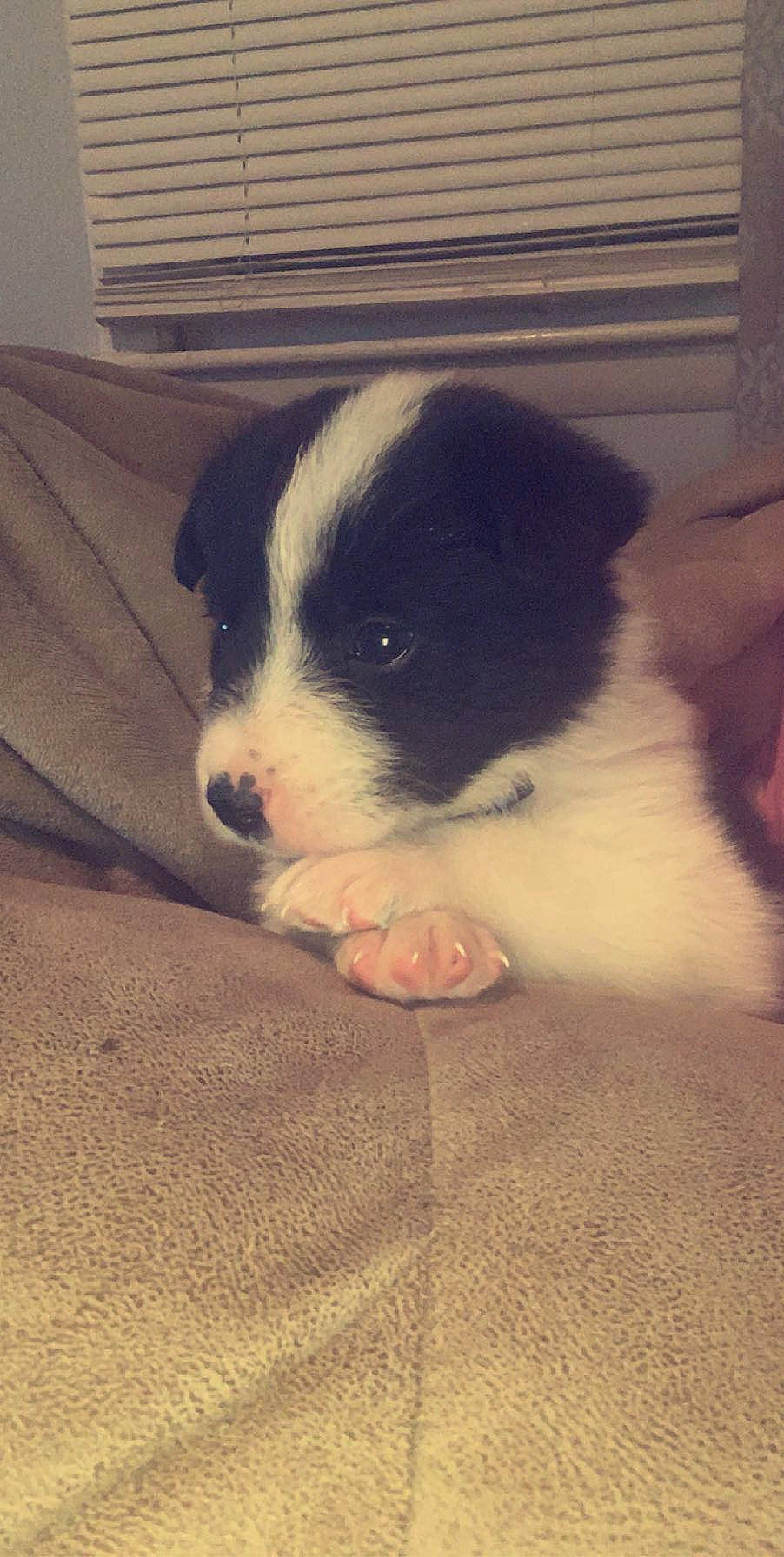 Walker joined the competition — help win amazing prizes! border_collie, canidae, carnivore, dog, dog_breed, mammal, puppy, vertebrate