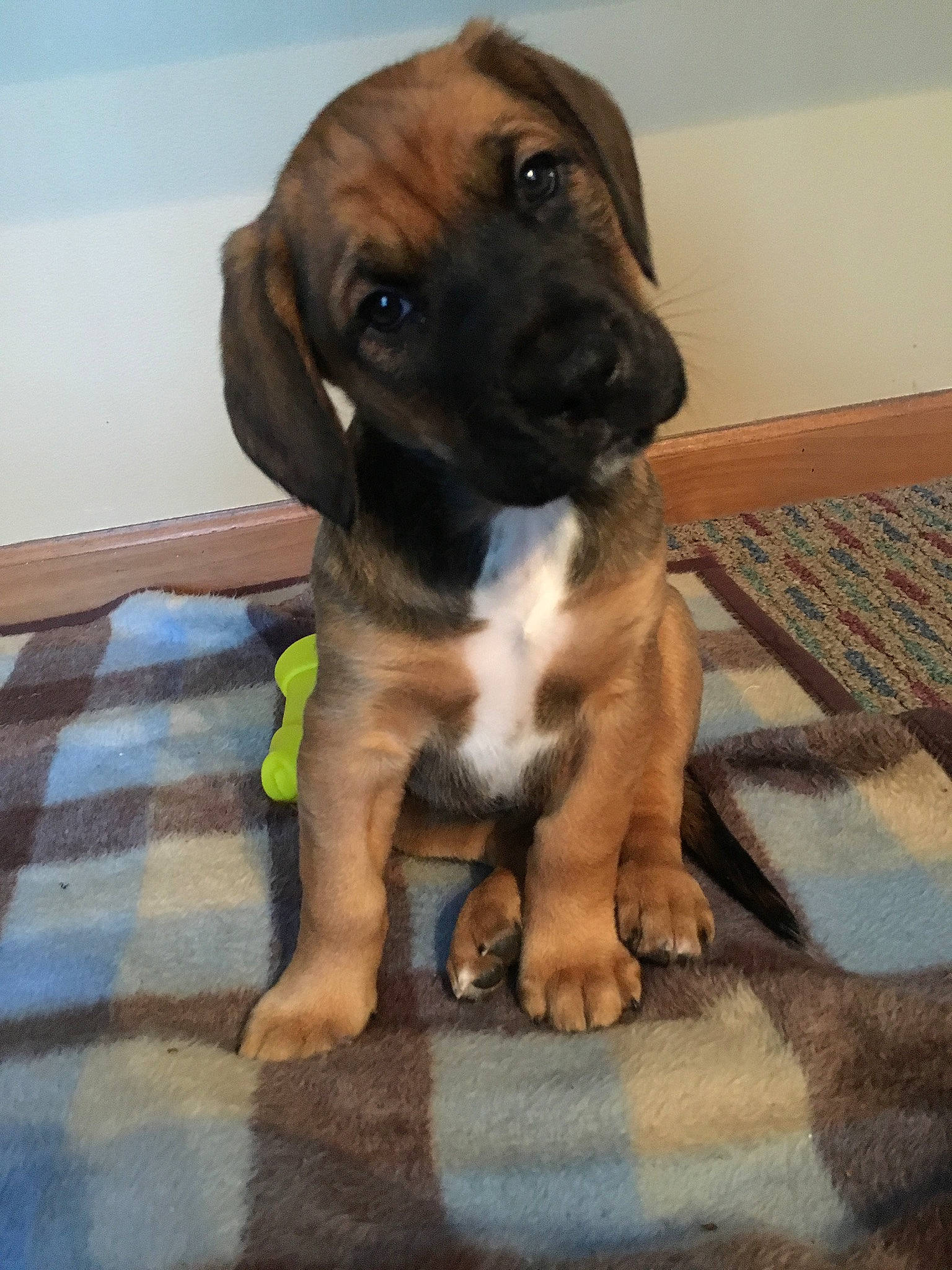 Moose is registered to the contest to win money with this photo: canidae, carnivore, companion_dog, dog, dog_breed, fawn, flooring, guard_dog, hardwood, liver, molosser, paw, pet_supply, sporting_group, tail, terrestrial_animal, whiskers, wood, working_animal, working_dog