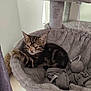 Tiago participe au concours pour gagner de l'argent avec cette photo : animal, cat, cozy, cute, domestic, feline, fur, gray, hammock, indoor, kitten, paw, pet, relaxed, resting, sleepy, soft, tabby, toy, young