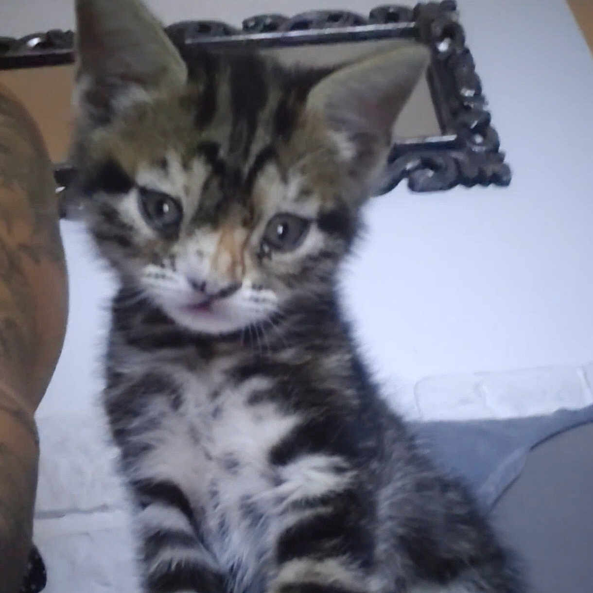 Tiago participe au concours pour gagner de l'argent avec cette photo : animal, cat, close_up, curious, ears, feline, fur, human_arm, indoor, kitten, looking, mirror, pet, portrait, sitting, tabby, tattoo, wall, whiskers, young_animal