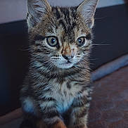 Tiago participe au concours pour gagner de l'argent avec cette photo : animal, cat, closeup, cozy, cute, domestic, ears, eyes, feline, fur, indoor, kitten, mammal, pet, portrait, sitting, soft, tabby, whiskers, young