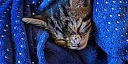 Tiago a rejoint le concours — aidez-le/la à gagner de superbes lots ! animal, blanket, blue, cat, comfort, cozy, cute, domestic, ear, face, fur, kitten, pet, plush, resting, sleeping, soft, tabby, warm, young