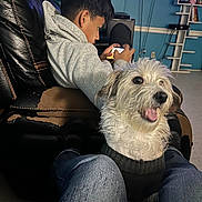 Rocky is registered to the contest to win money with this photo: indoor, person, dog, phone, gaming, chair, sweater, jeans, leather, couch, happy, pet, casual, technology, floor, living_room, entertainment, furniture, young_adult, relaxation