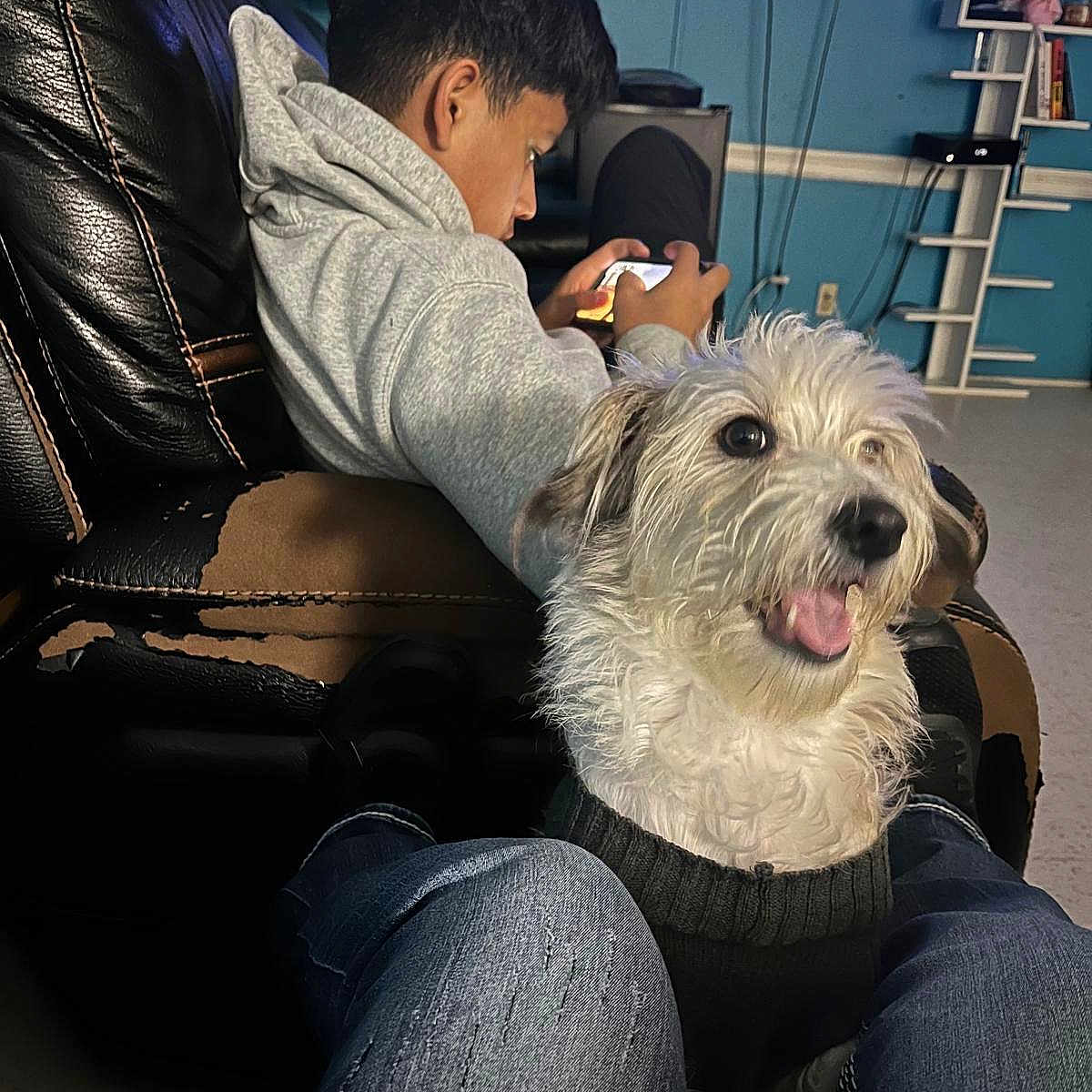 Rocky is registered to the contest to win money with this photo: casual, chair, couch, dog, entertainment, floor, furniture, gaming, happy, indoor, jeans, leather, living_room, person, pet, phone, relaxation, sweater, technology, young_adult