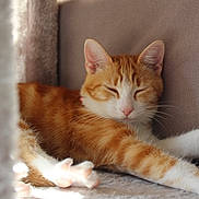 Gaïa a rejoint le concours — aidez-le/la à gagner de superbes lots ! cat, orange_cat, white_cat, sleeping, relaxing, indoor, sunlight, paws, feline, closeup, pet, cozy, resting, soft_texture, cushion, fur, whiskers, nap, domestic_animal, cute
