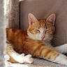 cat, orange_cat, white_cat, sleeping, relaxing, indoor, sunlight, paws, feline, closeup, pet, cozy, resting, soft_texture, cushion, fur, whiskers, nap, domestic_animal, cute