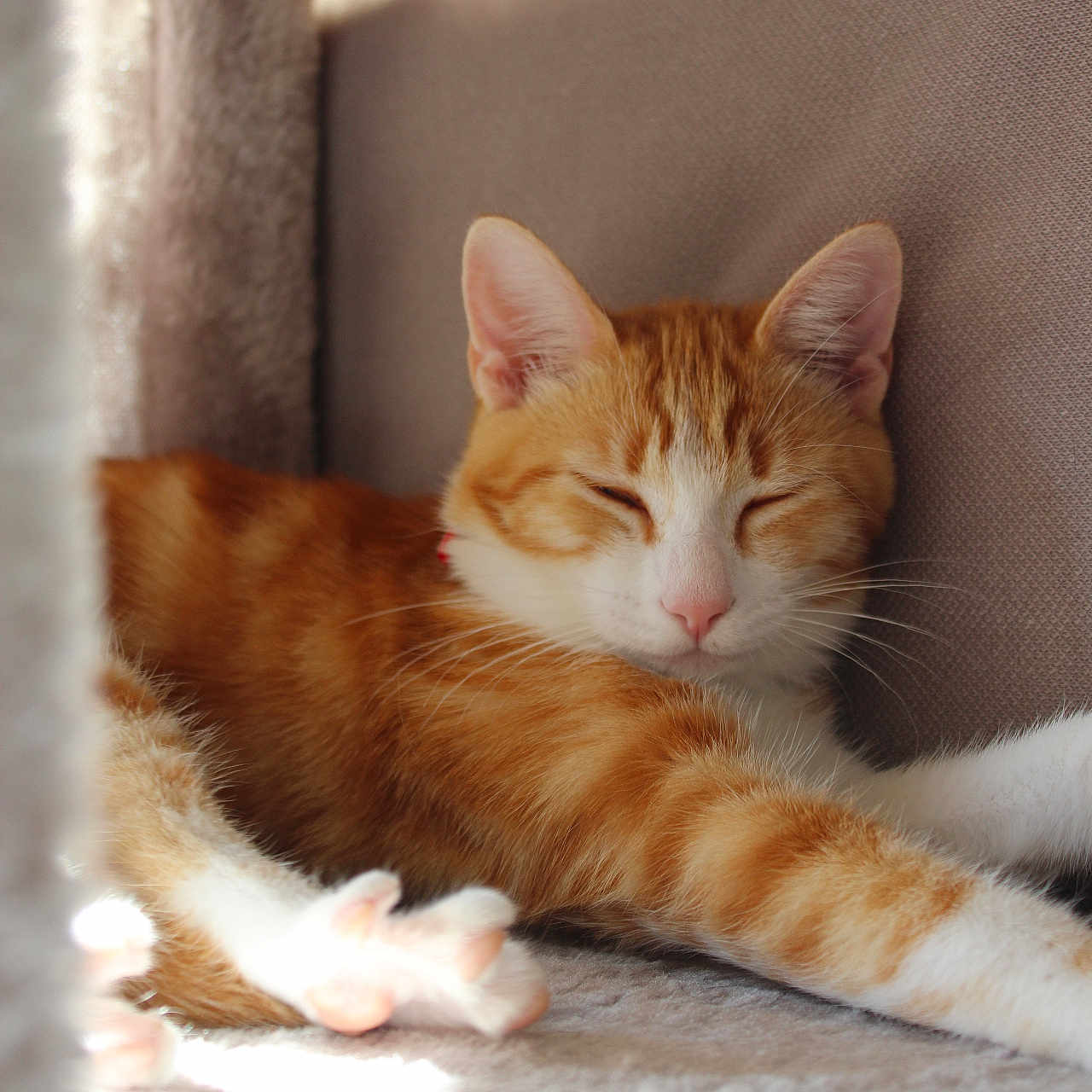 Gaïa a rejoint le concours — aidez-le/la à gagner de superbes lots ! cat, orange_cat, white_cat, sleeping, relaxing, indoor, sunlight, paws, feline, closeup, pet, cozy, resting, soft_texture, cushion, fur, whiskers, nap, domestic_animal, cute