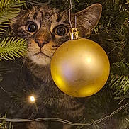 Thor a rejoint le concours — aidez-le/la à gagner de superbes lots ! cat, kitten, christmas_tree, christmas_ornament, golden_bauble, greenery, branches, holiday_lights, curious, wide_eyes, festive, decorations, pet, animal, indoor, close_up, tabby, cute, holiday, christmas