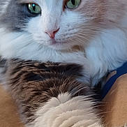 Maal Rae joined the competition — help win amazing prizes! cat, fluffy, green_eyes, paw, stretching, close_up, indoor, relaxed, feline, pet, cute, fur, whiskers, comfort, cozy, animal, mammal, portrait, resting, domestic