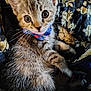 kitten, cat, pet, bow_tie, fluffy, animal, close_up, cute, fur, whiskers, ears, eyes, portrait, indoor, quilt, pattern, resting, young, small, adorable