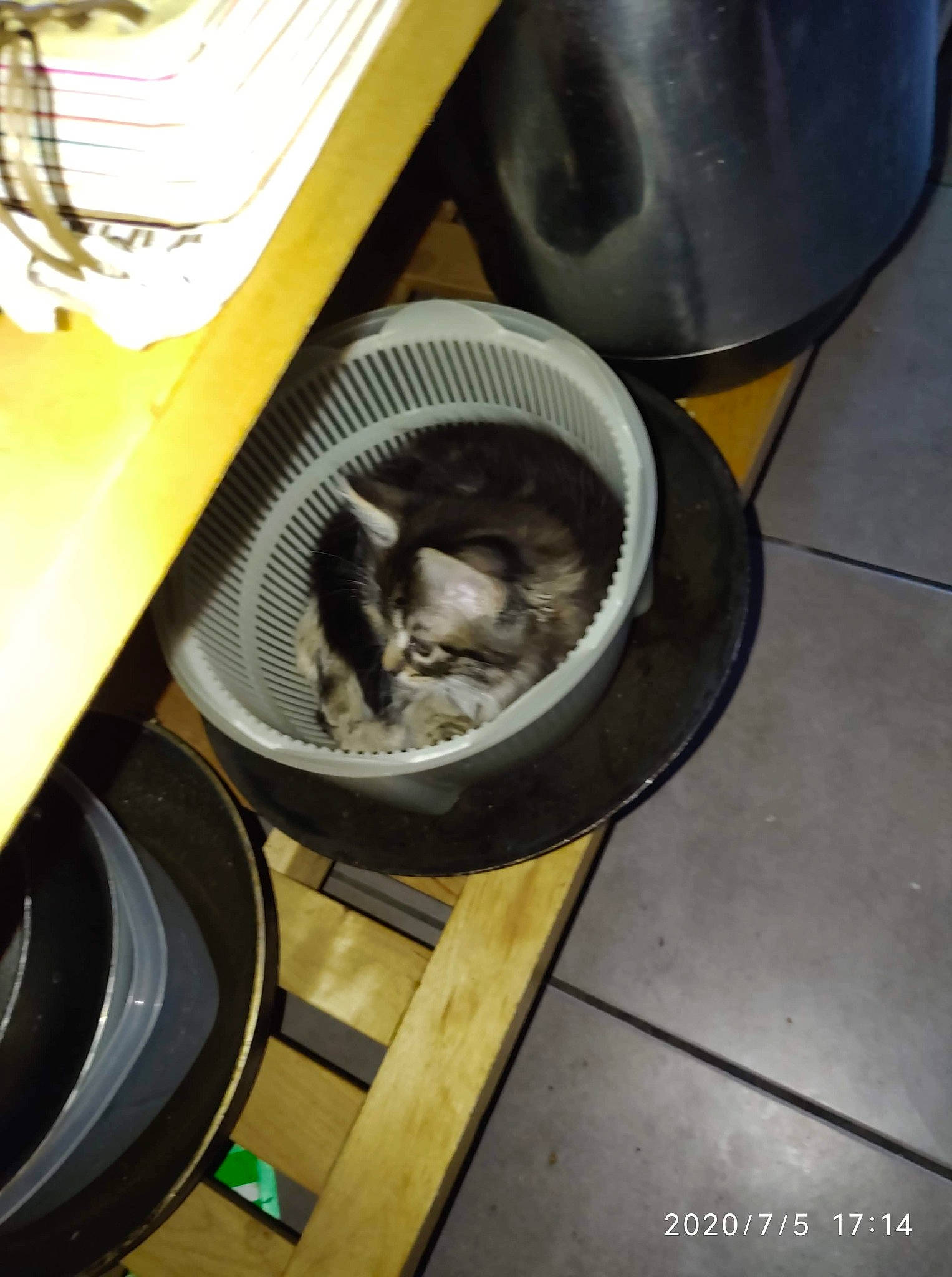 Olaf participe au concours pour gagner de l'argent avec cette photo : cat, felidae, small_to_medium_sized_cats