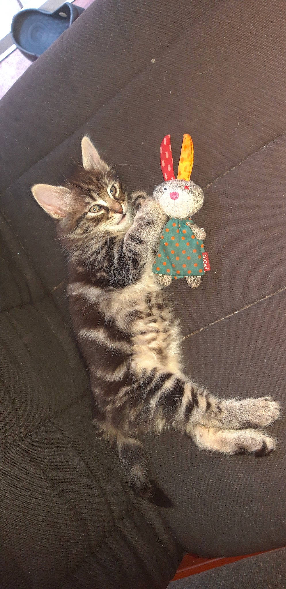 Olaf a rejoint le concours — aidez-le/la à gagner de superbes lots ! american_shorthair, american_wirehair, asian, california_spangled, carnivore, cat, domestic_short_haired_cat, dragon_li, egyptian_mau, european_shorthair, felidae, kitten, maine_coon, mammal, paw, small_to_medium_sized_cats, snapshot, tabby_cat, tail, whiskers