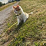 kitten, cat, grass, outdoor, nature, sky, cloudy, harness, pet, animal, young, sitting, path, trees, sunlight, urban, daytime, fur, leash, curious
