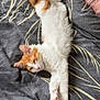 Simba a rejoint le concours — aidez-le/la à gagner de superbes lots ! cat, orange_and_white, fluffy, sleepy, stretched_out, bedspread, patterned, indoor, pet, relaxed, fur, whiskers, paws, resting, cute, cozy, animal, mammal, domestic_cat, feline