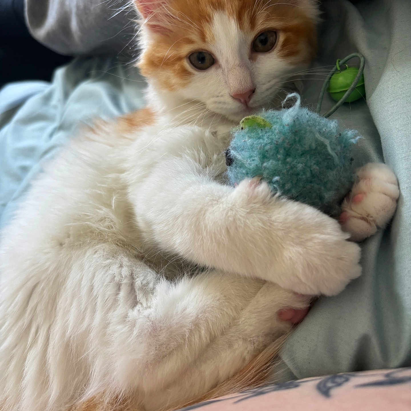 Simba a rejoint le concours — aidez-le/la à gagner de superbes lots ! animal, bed, blue_toy, cat, closeup, cozy, cute, feline, fluffy, indoor, kitten, orange_and_white, paws, pet, playful, resting, soft, toy, whiskers, young