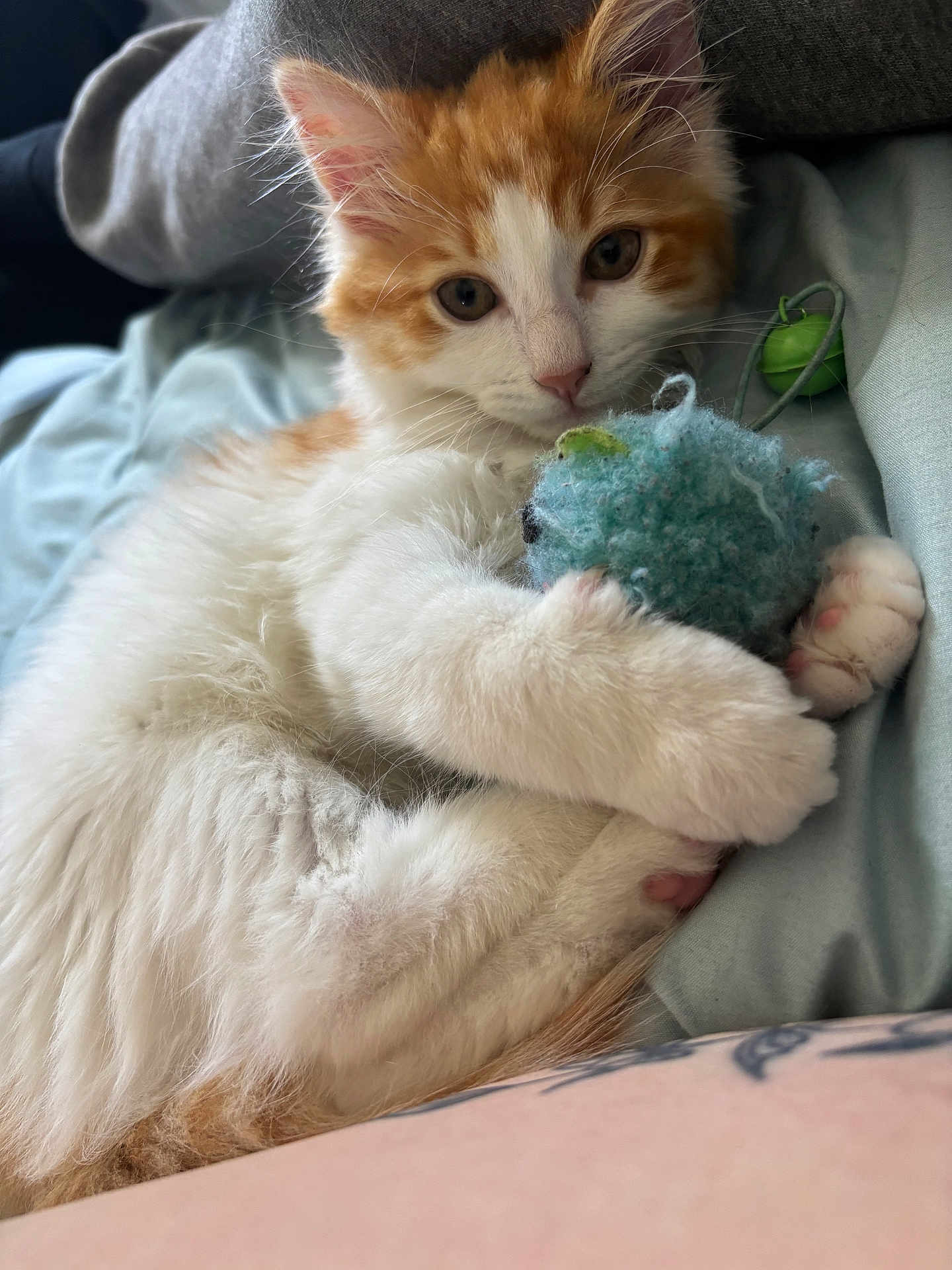 Simba a rejoint le concours — aidez-le/la à gagner de superbes lots ! kitten, cat, orange_and_white, fluffy, toy, blue_toy, bed, cozy, cute, pet, animal, whiskers, paws, feline, resting, soft, indoor, closeup, young, playful