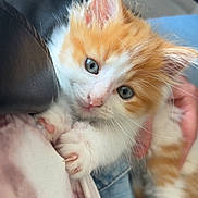 Simba participe au concours pour gagner de l'argent avec cette photo : kitten, cat, orange_and_white, fluffy, pet, cute, clinging, paws, person, hand, jeans, shirt, close_up, indoor, domestic_animal, young, fur, whiskers, ears, curious