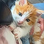 kitten, cat, orange_and_white, fluffy, pet, cute, clinging, paws, person, hand, jeans, shirt, close_up, indoor, domestic_animal, young, fur, whiskers, ears, curious
