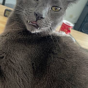 Grisou participe au concours pour gagner de l'argent avec cette photo : cat, gray_cat, close_up, indoor, pet, feline, fur, whiskers, fang, tongue, yellow_eyes, table, household, blurry_background, domestic_animal, cute, funny_expression, face, animal, relaxed