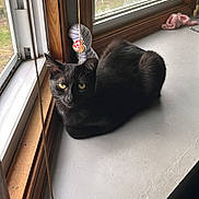 Nicky is registered to the contest to win money with this photo: cat, black_cat, windowsill, indoor, pet, animal, toy, beanie_baby, yellow_eyes, curious, natural_light, cozy, feline, window, wood_frame, relaxed, fur, domestic_cat, house, daylight